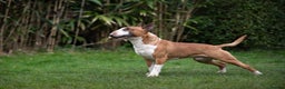 English Bull Terrier dogs for stud: Quality and proven english bull terrier for stud in Preston - Advert 2