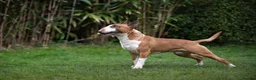 English Bull Terrier dogs for stud: Quality and proven english bull terrier for stud in Preston - Advert 2