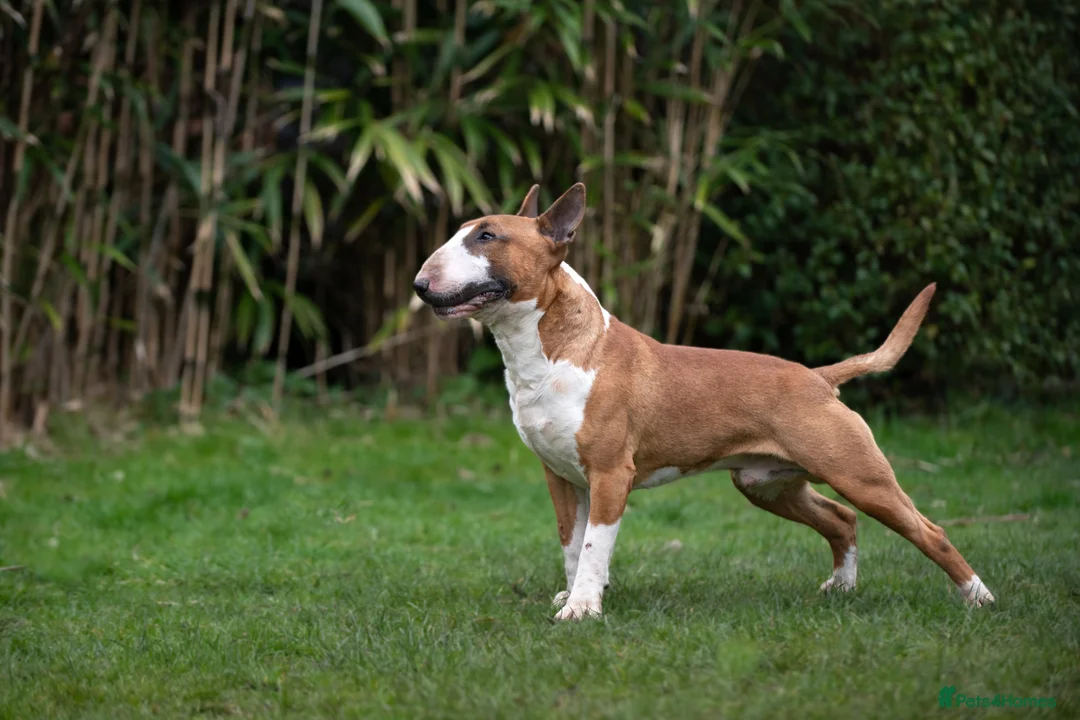 English Bull Terrier dogs for stud: Quality and proven english bull terrier for stud in Preston - Advert 2