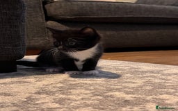 Mixed Breed cats for sale: 4 adorable kittens looking for a new home - Image 3