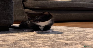 Mixed Breed cats - Advert 7