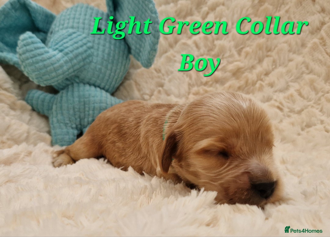 Cocker Spaniel dogs for sale: Pedigree Cocker Spaniel puppies available - Advert 6