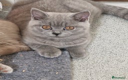 British Shorthair cats for sale: British shorthair - Image 8