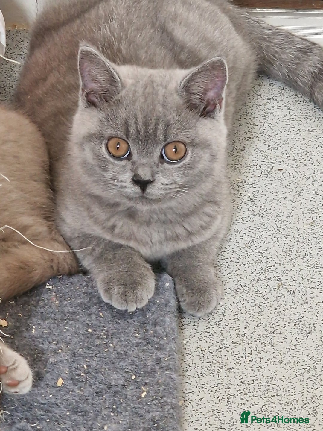 British Shorthair cats for sale: British shorthair - Image 8