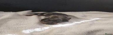Miniature Dachshund 1
