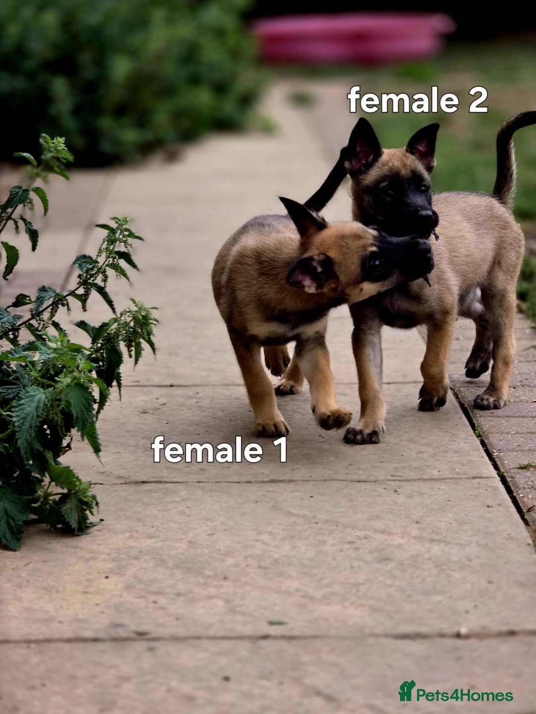 Mixed Breed dogs for sale: Stunning Shepsky Pups! - Image 4