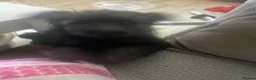 Maltipom dogs for sale: Price dropped for adorable Maltipom puppies  - Advert 11