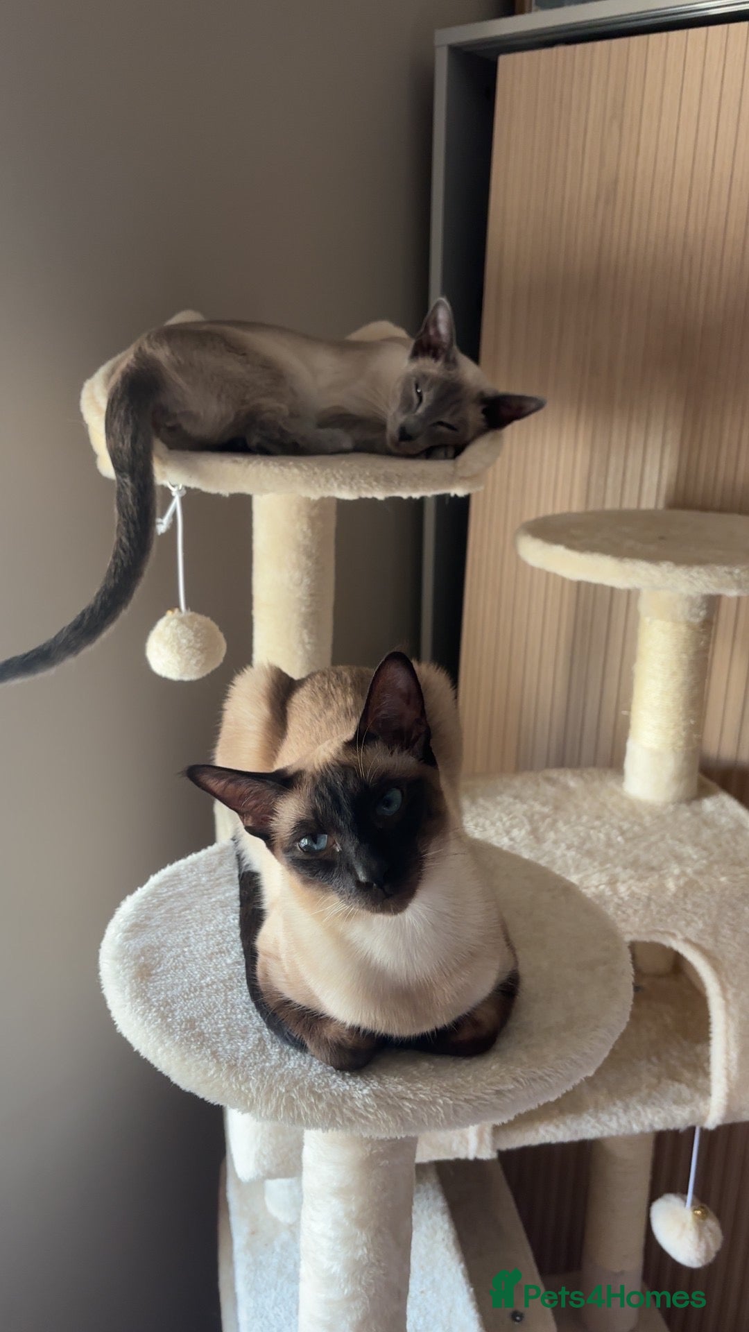 Siamese cats Two Beautiful Siamese Cats for sale  - Advert 1