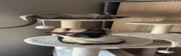 Siamese cats for sale: Two Beautiful Siamese Cats for sale  in Leeds - Advert 1
