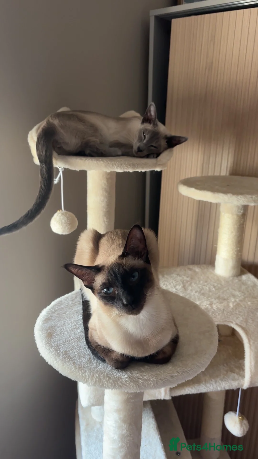 Siamese cats for sale: Two Beautiful Siamese Cats for sale  in Leeds - Advert 1