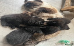 Ragdoll cats for sale: “Adorable Black Ragdoll Kittens – Don’t Miss Out!” - Image 2