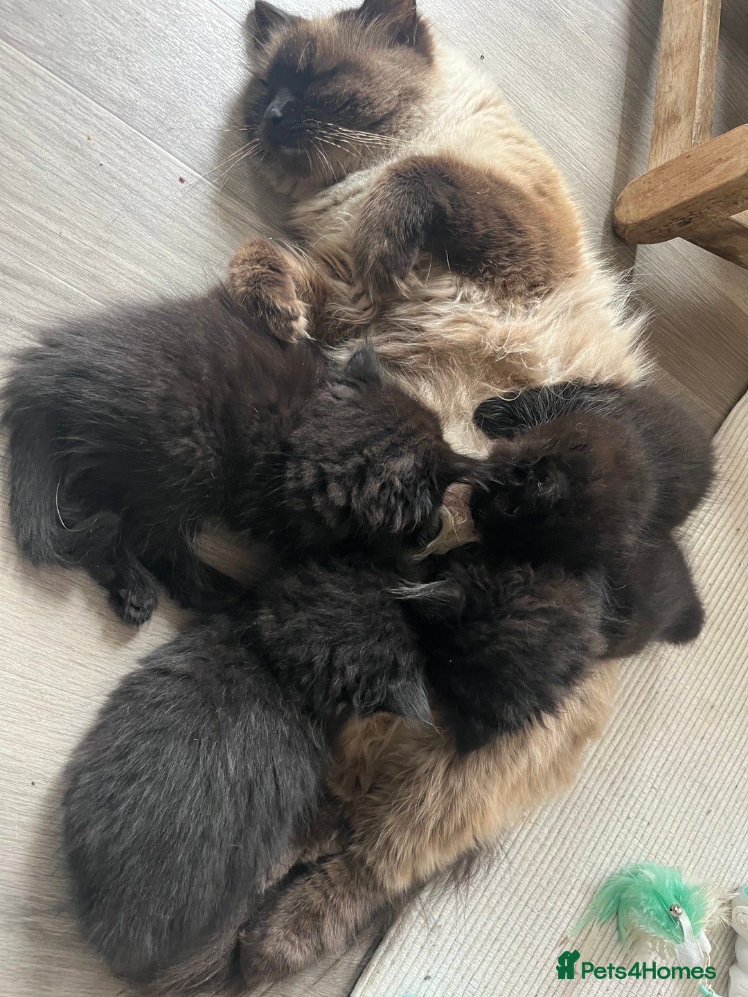 Ragdoll cats for sale: “Adorable Black Ragdoll Kittens – Don’t Miss Out!” - Image 2