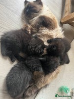 Ragdoll cats - Advert 7