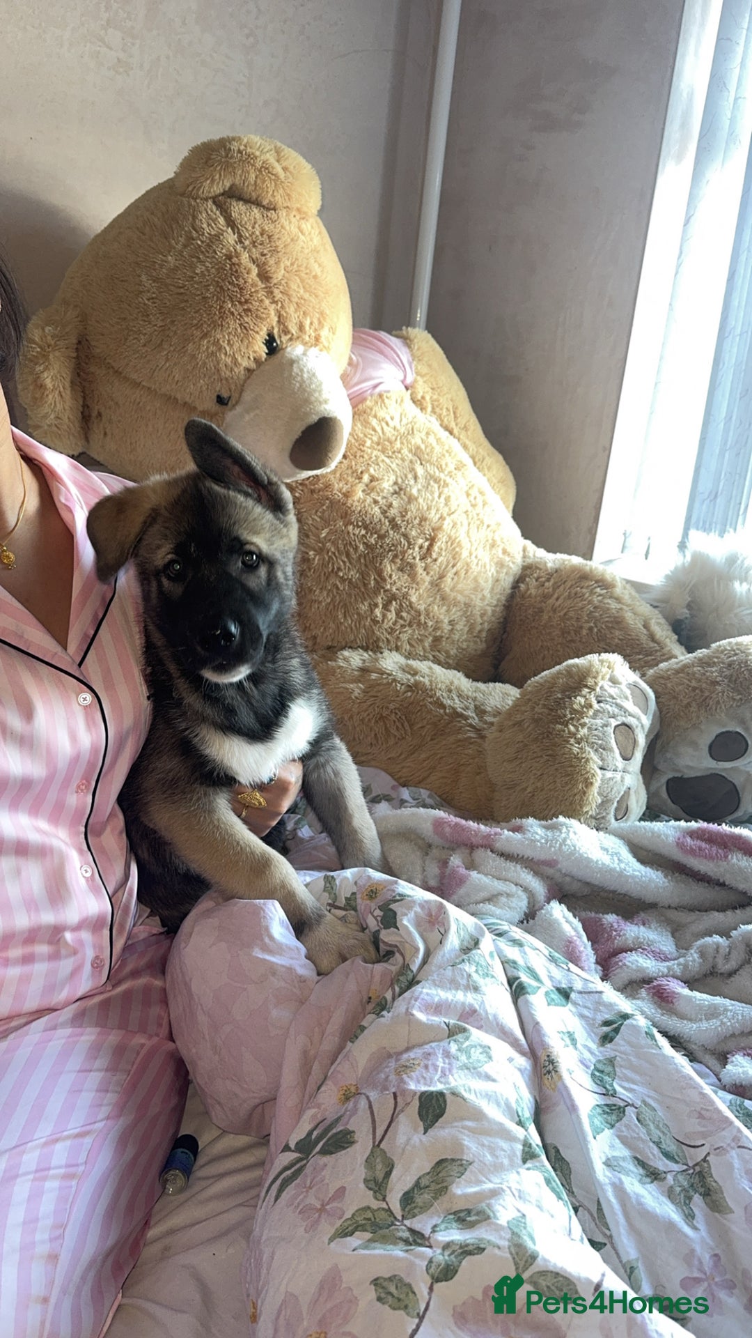 Siberian Husky dogs for sale: Siberian husky puppies  - Image 11