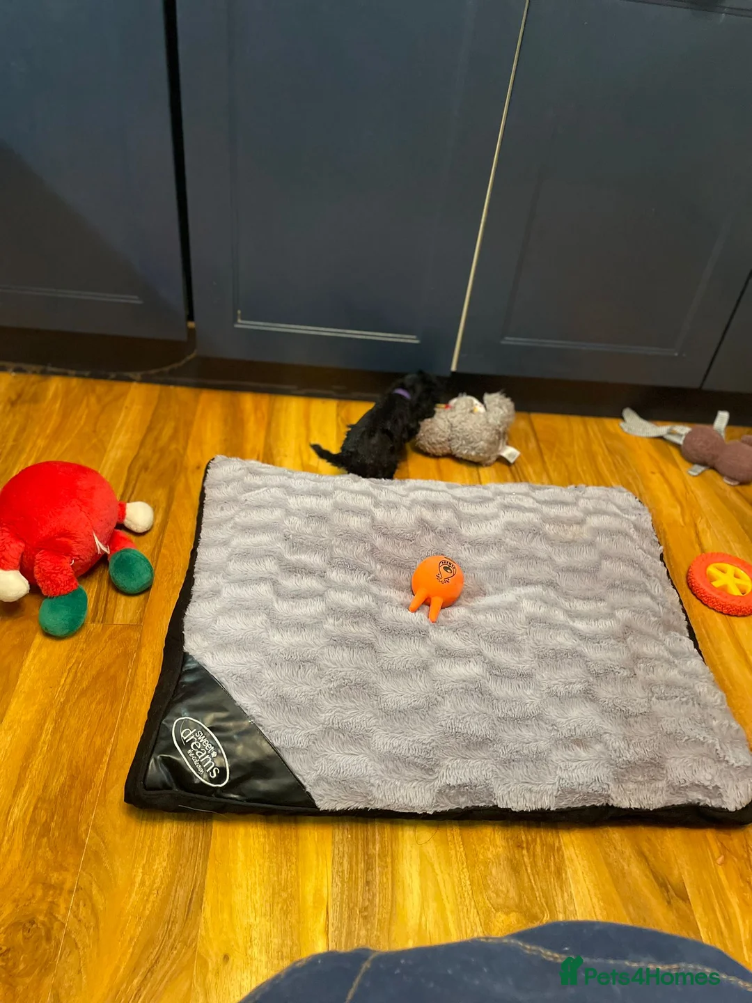 Cockapoo dogs for sale: Rare Black Tightly Curled Cockapoo Puppies - Advert 15