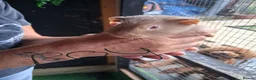 Guinea Pig rodents for sale: Baby guinea pigs  - Advert 7