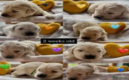 Golden Retriever dogs for sale: Fully health Tested Golden Retriever puppies - Image 6