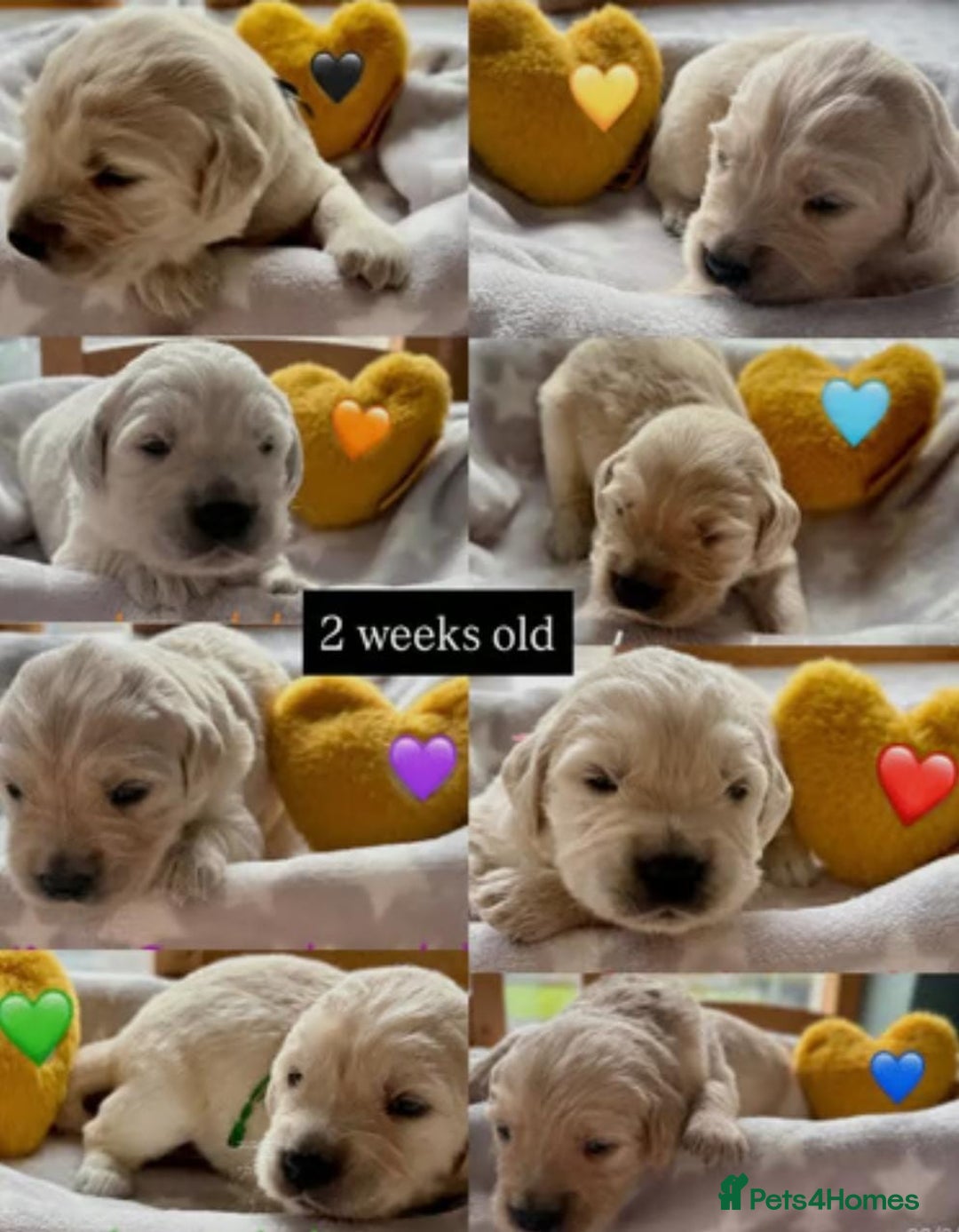 Golden Retriever dogs for sale: Fully health Tested Golden Retriever puppies - Image 6