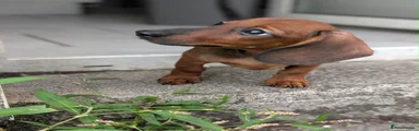 Miniature Dachshund 3
