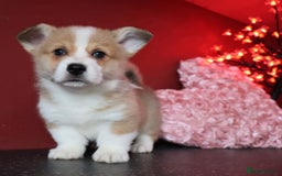 Welsh Corgi Pembroke dogs for sale: Show Quality puppies - Image 37