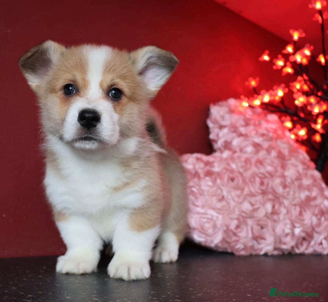 Welsh Corgi Pembroke dogs for sale: Show Quality puppies - Image 37