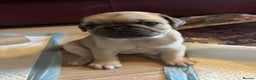 Pug dogs for sale: Stunning Pug Puppies - Advert 6