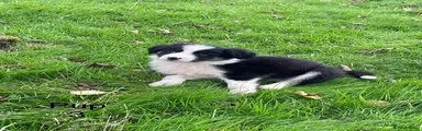 Border Collie 3