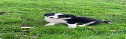 Border Collie dogs for sale: Farm bred border collie puppies - Advert 11