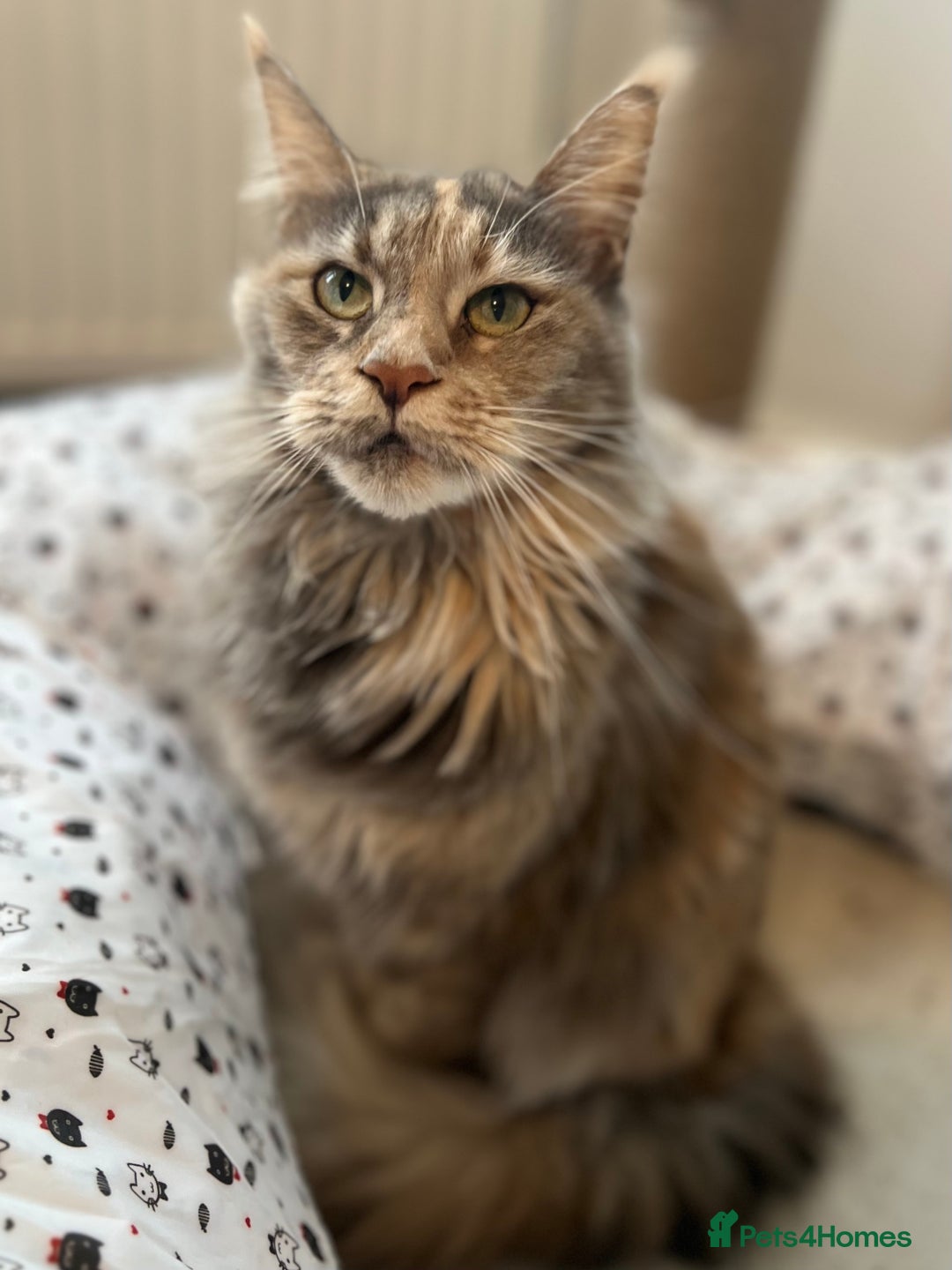 Maine Coon cats for sale: Retired Maine coon  - Advert 7