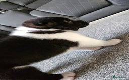 Akita dogs for sale: 🐾 American Akita Puppies for Forever Homes 🐾 - Image 14
