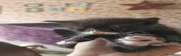 British Longhair cats for sale: 4 longhaird kittens  in Cleckheaton - Advert 4