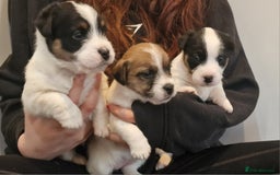 Jack Russell dogs for sale: KC Reg Jack Russell Pups,Parents DNA health tested - Image 5