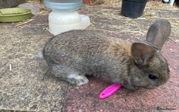 Mixed Breed rabbits for sale: Gorgeous lionhead cross bunnies - Image 6