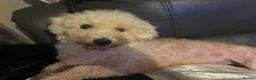Bichon Frise dogs for sale: Beautiful Bichon Frise girl - Advert 3