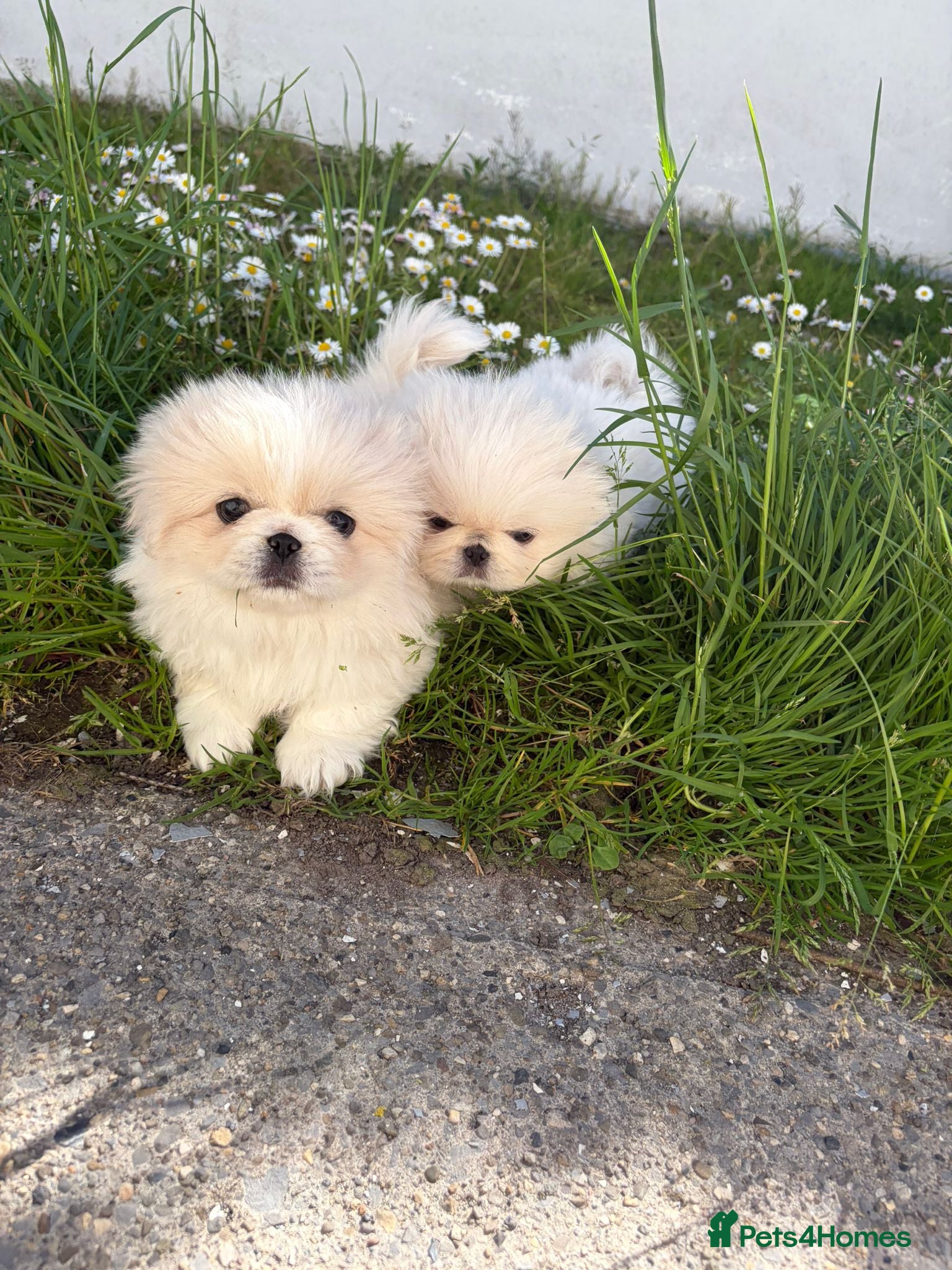 Pekingese dogs for sale: Pekingese puppies  - Advert 4