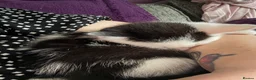 Mixed Breed cats for sale: 3 kittens looking for their forever home - Advert 9
