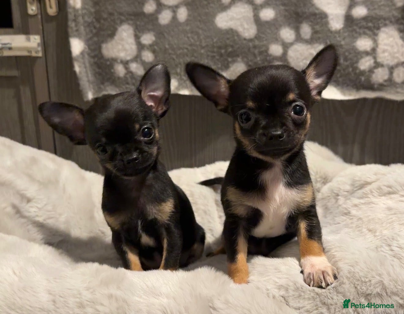 Chihuahua dogs Tiny boy left Full chihuahua  - Advert 1