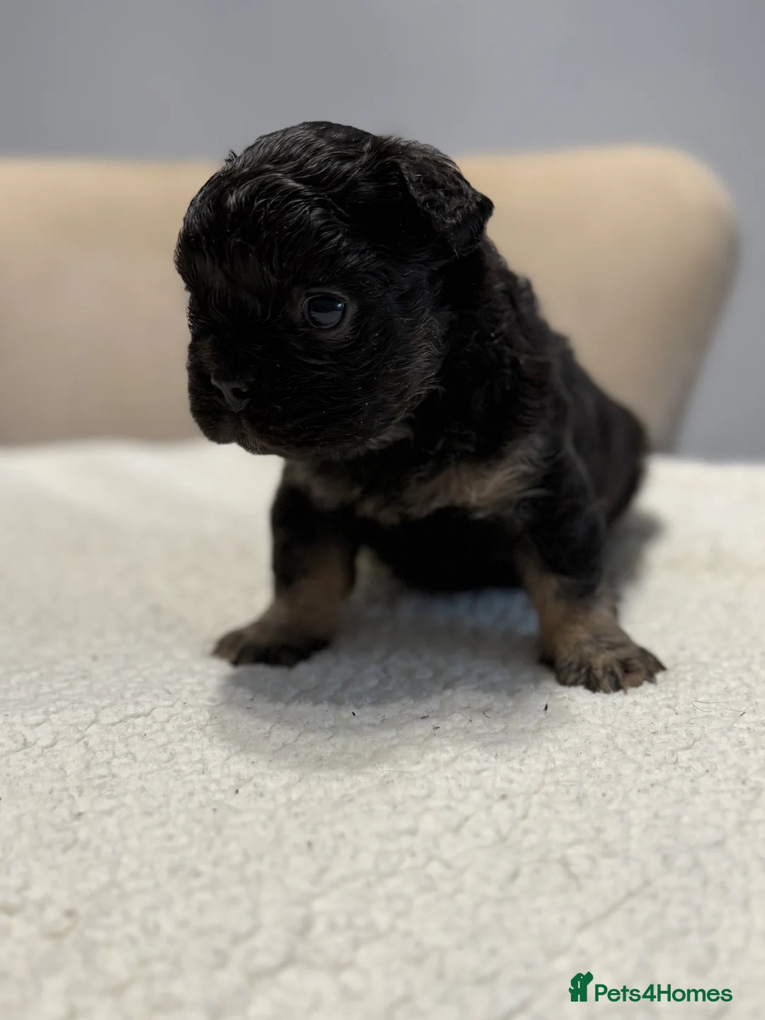 French Bulldog dogs for sale: Full fluffy French bulldogs  - Advert 12