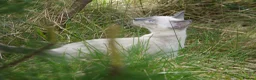 Siamese cats for sale: Adorable Siamese Kittens - Advert 23