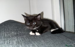 Mixed Breed cats for sale: Kittens ready to leave tomorrow ✨ - Image 1