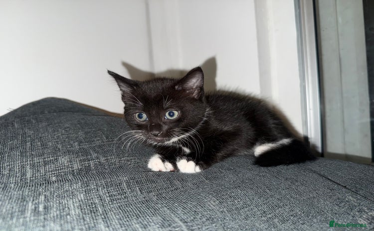 Mixed Breed cats - Advert 8
