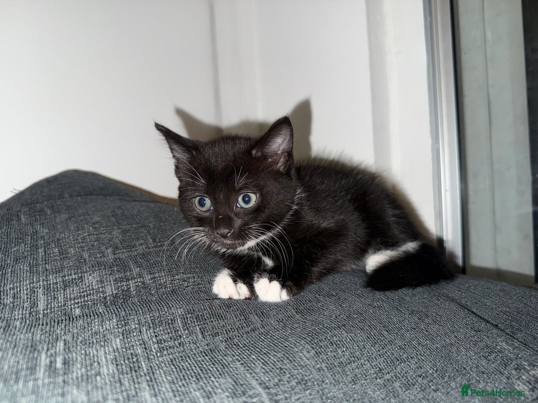Mixed Breed cats for sale: Kittens ready to leave tomorrow ✨ - Image 1