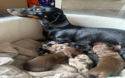 Dachshund dogs for sale: Minture dashund - Image 1