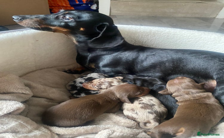 Dachshund dogs - Advert 3
