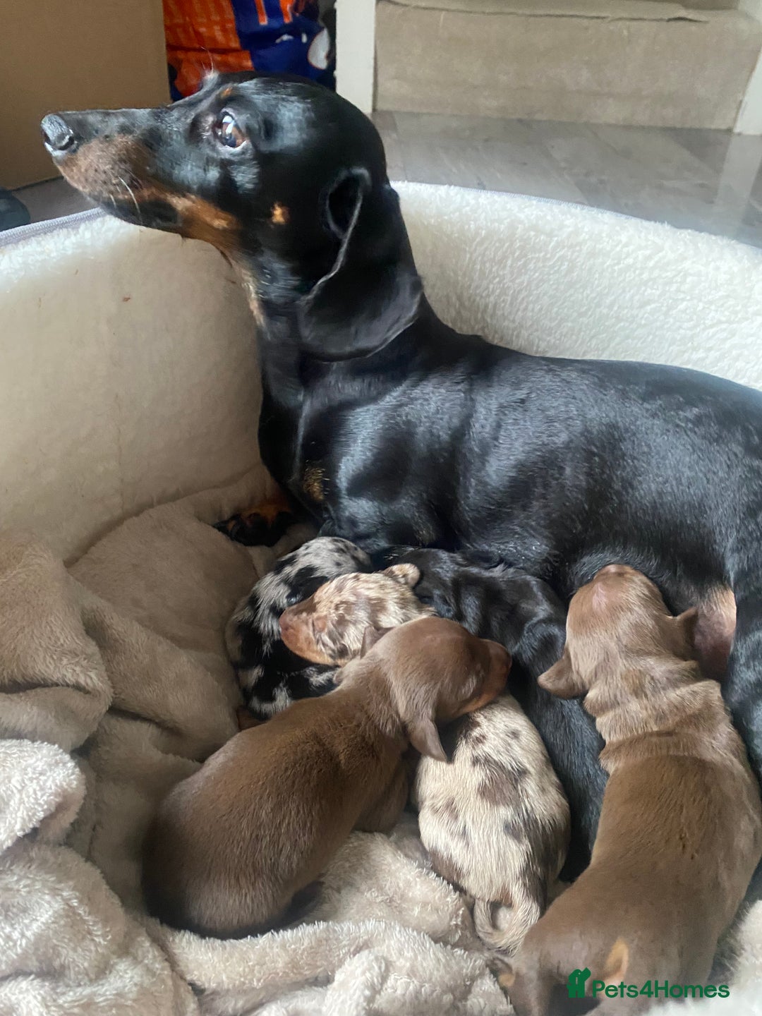 Dachshund dogs for sale: Minture dashund - Image 1