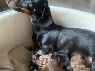 Dachshund dogs - Advert 7