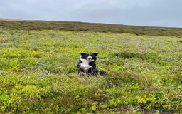 Border Collie dogs for sale: 🐾 Loving Home Wanted for Dot – 2-Year-Old Collie  - Image 1