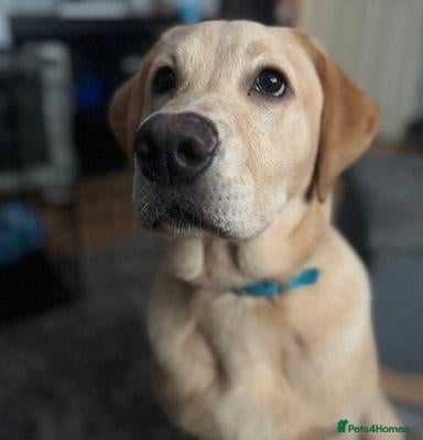 Labrador Retriever dogs Lovely boy needs rehoming asap - Advert 1
