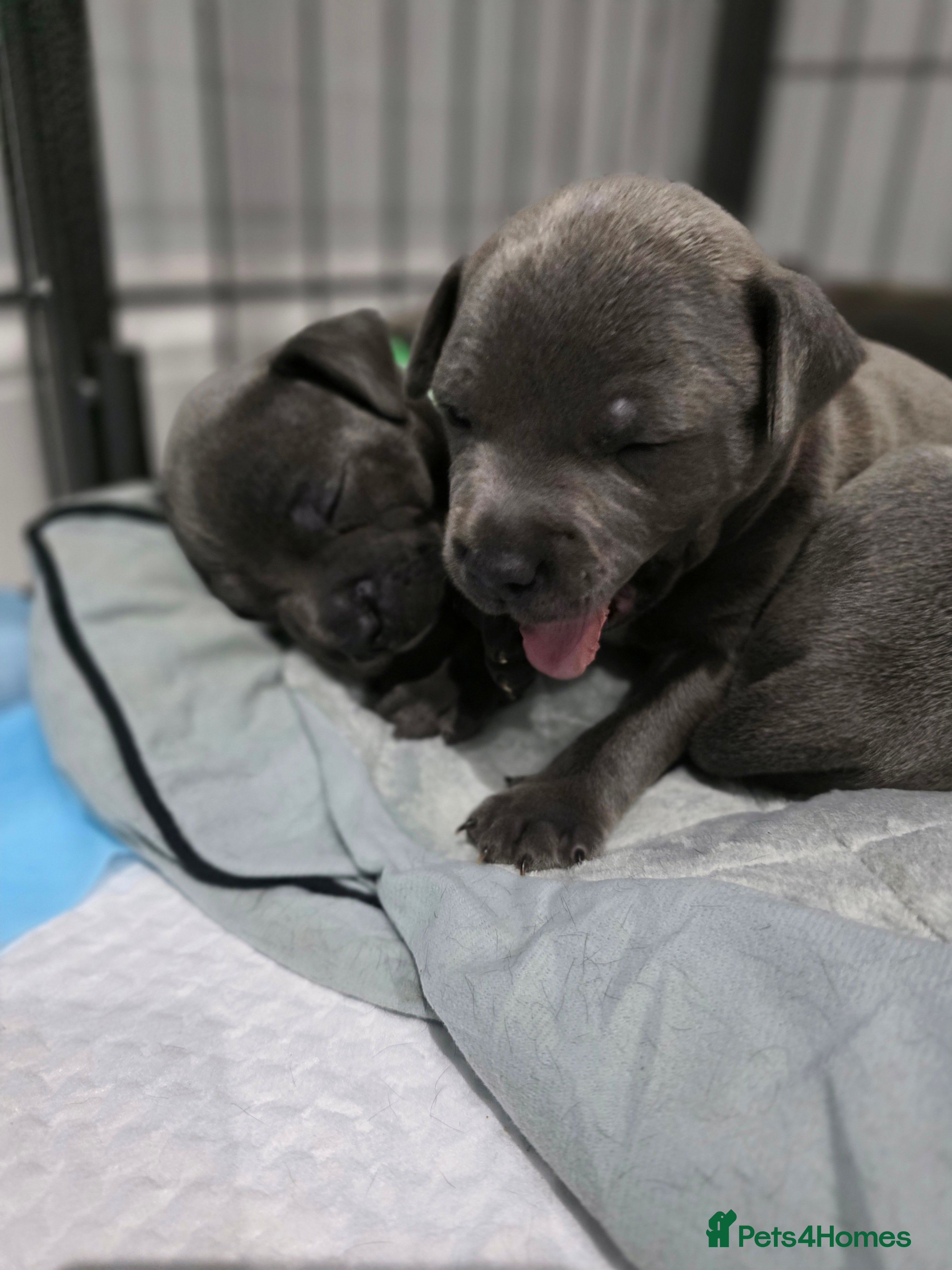 Staffordshire Bull Terrier dogs Beautiful Staffordshire Bull Terrier Puppies - Advert 2