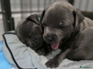 Staffordshire Bull Terrier dogs Beautiful Staffordshire Bull Terrier Puppies - Advert 11